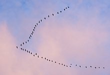 Wildg&auml;nse auf dem Weg Richtung S&uuml;den - Foto: Patrick Pleul/dpa