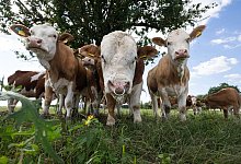 Rinder auf der Weide - Boris Roessler/dpa