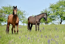 Stiche bei Pferden schnell k&uuml;hlen - Foto: Frank May/dpa-Zentralbild/dpa-tmn