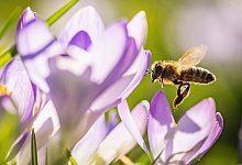 Eine Biene an Krokussen - Frank Rumpenhorst/dpa/dpa-tmn