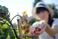 Eine Frau erntet Tomaten - Britta Pedersen/dpa-Zentralbild/dpa