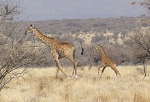Seltenes Giraffenbaby ohne Flecken in Namibia gesichtet - -/Eckart Demasius & Giraffe Conservation Foundation (GCF)/dpa