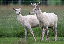 Wei&szlig;e Hirsche - Foto: Swen Pf&ouml;rtner