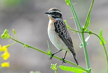 Braunkehlchen - Patrick Pleul/zb/dpa