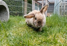 Kaninchen im Freigehege - Foto: Markus Scholz/dpa-tmn