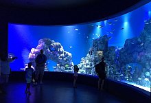 Cairns Aquarium & Reef Research Centre - Foto: Cairns Aquarium & Reef Research Centre/dpa-tmn