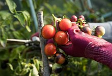Reife Tomaten werden geerntet - Christin Klose/dpa-tmn