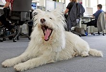 G&auml;hnender Hund - Foto: Uwe Anspach/dpa/dpa-tmn