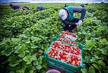 Erdbeerernte - Foto: Jens B&uuml;ttner/dpa-Zentralbild/dpa