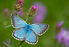 Schmetterling der Art Bl&auml;uling - Patrick Pleul/dpa/dpa-tmn