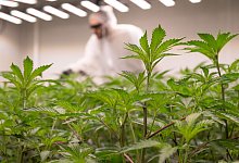 Cannabis-Anbauvereinigung - Boris Roessler/dpa