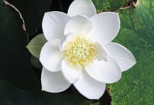 Lotusblume - Florent Ferrey/ZDF/dpa