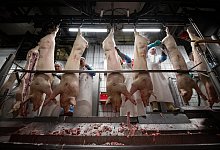 Im Schlachthof - Foto: Mohssen Assanimoghaddam/dpa