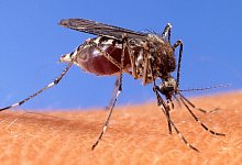 Stechm&uuml;cke auf der menschlichen Haut - Uncredited/USDA Agricultural Research Service via AP/dpa