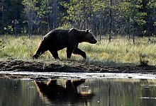 Braunb&auml;r in Finnland - Jussi Nukari/Lehtikuva/dpa