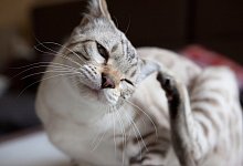 Katze - Foto: Silvia Marks