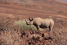 Spitzmaulnashorn in Namibia - Andreas Drouve/dpa-tmn