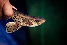 Ein Katzenhai-Jungtier im Nordsee-Aquarium auf Borkum. - Sina Schuldt/dpa