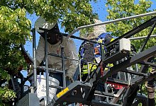 Bienenvolk an der Bachschule - Feuerwehr Detmold