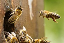 Bienen im Glascontainer - 1 - Symbolbild: Pixabay