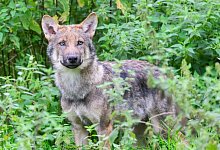 Wolf in einem Gehege - Julian Stratenschulte/dpa