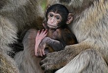 Makaken - Andrew Milligan/PA Wire/dpa