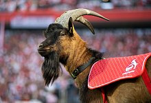 Gei&szlig;bock Hennes IX. - Marius Becker/dpa