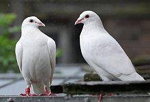 Wei&szlig;e Hochzeitstauben aus Beelitz - Soeren Stache/dpa