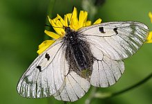 Schmetterling - Foto: Thomas Gundelach/dpa