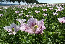 Mohn Kalletal - Archivfoto: Nadine Uphoff