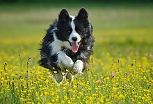 Tiermedizin - Foto: Patrick Pleul/dpa-Zentralbild/dpa