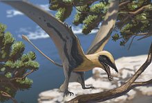 Rekonstruktion des Flugsauriers Eudimorphodon - Joschua Knüppe/Dinosaurierpark Teufelsschlucht/dpa