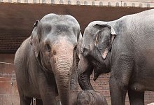 Erste Schritte im Kreise der Familie: der noch namenlose Elefantenjungbulle mit seiner Mutter Pantha und Gro&szlig;mutter Kewa. - Zoo Leipzig/dpa