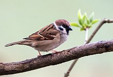 V&ouml;gel k&ouml;nnen einen t&ouml;dlichen Schock bekommen - Foto: Andrea Warnecke/dpa-tmn