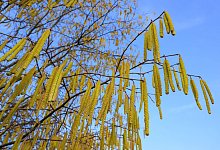 Haselpollen - Patrick Pleul/dpa