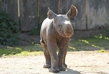 Kleines Spitzmaulnashorn Billie erkundet Außengehege - -/Zoo Krefeld/dpa