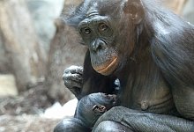Bonobo &laquo;Nayoki&raquo; mit Jungtier - -/Zoo Frankfurt/dpa