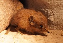 Kurzohrr&uuml;sselspringer im Klever Tiergarten geboren - -/Tiergarten Kleve/dpa