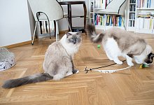 Katzen beim Spielen - Foto: Henrik Josef Boerger/dpa-tmn