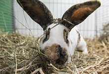 Foto-Shooting mit Kaninchen - Foto: Robert G&uuml;nther