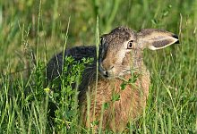 Feldhase - Patrick Pleul/dpa