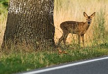 Warum die Gefahr von Wildunfällen jetzt steigt - Patrick Pleul/dpa-Zentralbild/dpa