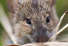 Feldmaus - Foto: Arno Burgi/dpa-Zentralbild/dpa