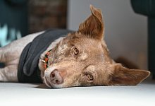 Hund - Patrick Pleul/dpa/Archiv