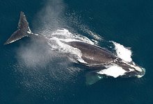 Buckelwale - ---/NOAA/AP/dpa