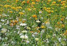 Blumenwiese statt Rasen - Foto: Andrea Warnecke