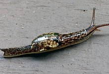 Halbnacktschnecke - M. Schilthuizen/Taxon Expeditions/dpa