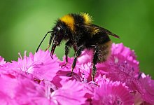 Am Freitag startet wieder die bundesweite Mitmachaktion «Insektensommer» des Naturschutzbunds Deutschland (Nabu). - Oliver Berg/dpa