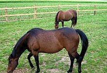 Geschlagen und gequ&auml;lt - FOTO: PRIVAT