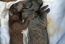 Herzzerrei&szlig;ender Fund: Zwei der toten Hundewelpen. Die Finderinnen vermuten, das Fell k&ouml;nne m&ouml;glicherweise auf eine der klassifizierten Rassen hindeuten. - Silvia Hanke